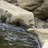 Plants: image 32 0f 70 thumb